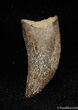 Serrated Inch Nanotyrannus / T-Rex Tooth #444-1